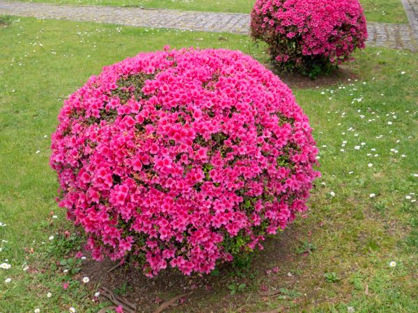 Rhododendron Pruning in Pasadena