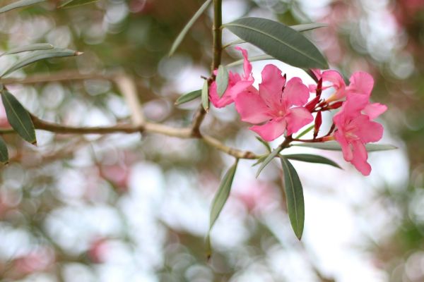 Oleander Removal in Pasadena