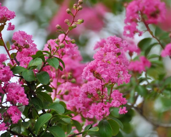 Crepe Myrtle Removal in Pasadena