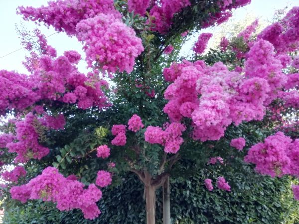 Crape Myrtle Pruning in Pasadena
