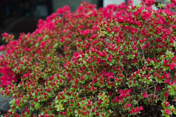 Weigela Removal Service in Pasadena