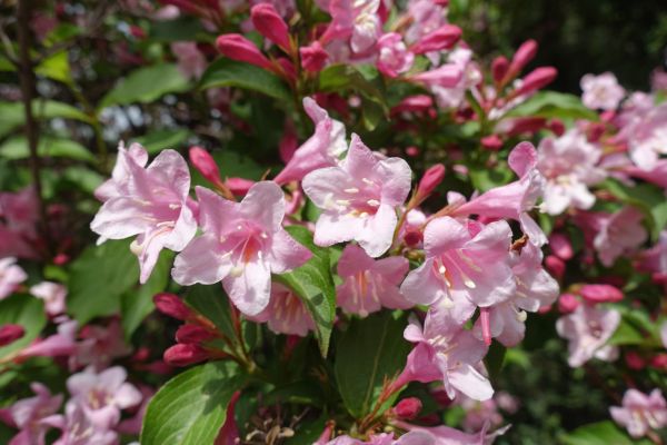 Weigela Pruning Service in Pasadena