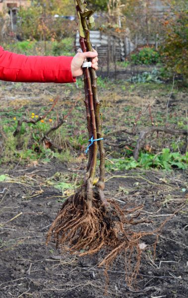 Shrub Root Removal in Pasadena