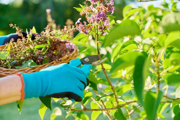 Lilac Trimming Service in Pasadena
