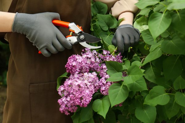 Lilac Pruning Service in Pasadena