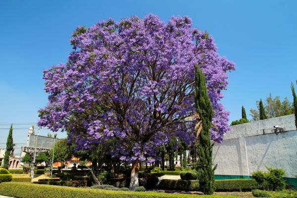 Jacaranda Pruning in Pasadena