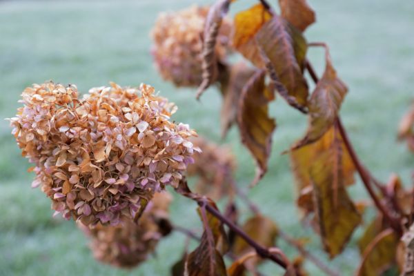 Hydrangea Removal in Pasadena