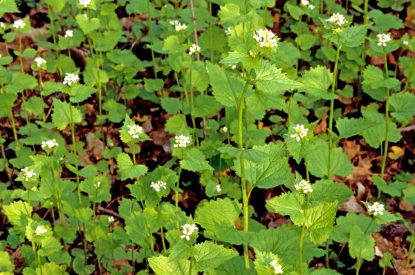 Garlic Mustard Removal in Pasadena
