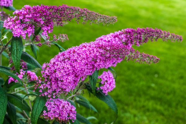 Butterfly Bush Removal in Pasadena