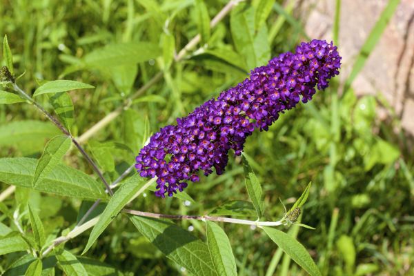 Butterfly Bush Pruning in Pasadena