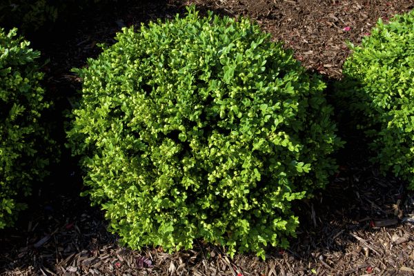 Boxwood Removal in Pasadena