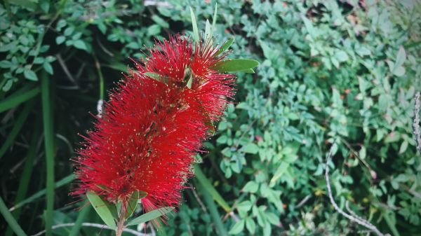 Bottlebrush Pruning in Pasadena