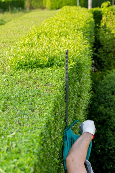 Hedge Trimming in Pasadena